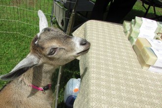 farmers market-goatboy soaps